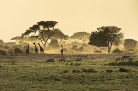 Safari operatörer Tanzania